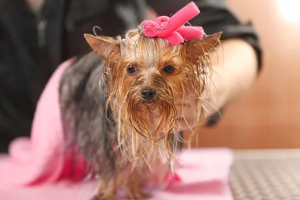 Lindo yorkshire terrier — Foto de Stock