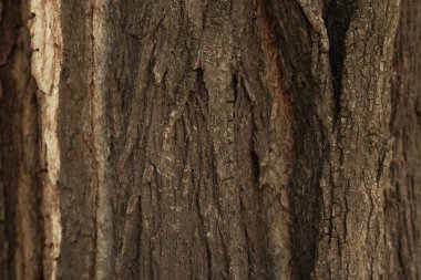 Ağaç kabuğu ağaç arka plan