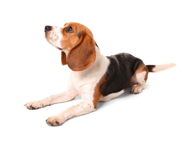 Av köpeği beyazı izole etmiş.