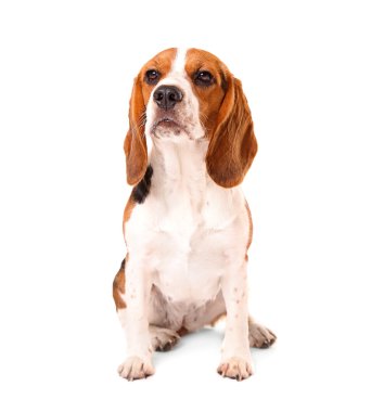 Av köpeği beyazı izole etmiş.