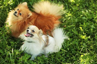 Yeşil çimenlerin üzerinde şirin tüylü köpekler