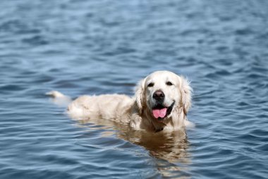 Sudaki şirin köpek.