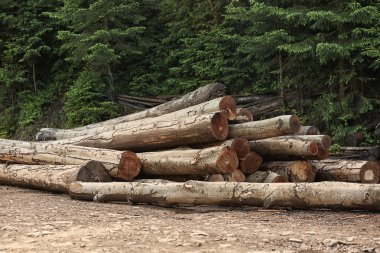 Forest yakınındaki yuvarlak günlükleri yığını