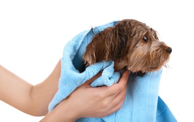 Onu köpek kurutma metresi