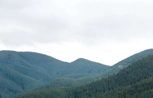 Spring forest on mountain slopes — Stock Photo, Image