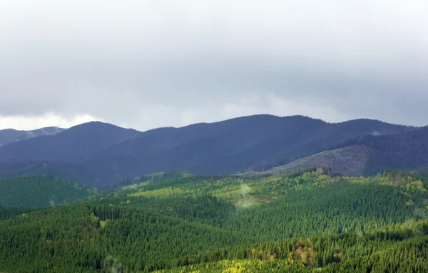 Summer forest on mountain slopes — Stock Photo, Image