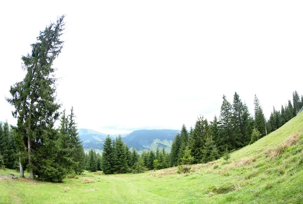 Les zelené kopce v horách — Stock fotografie