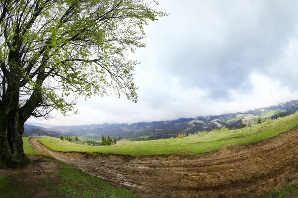 Caminho na floresta de montanha — Fotografia de Stock