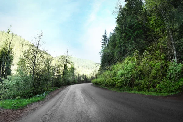 Путь в горный лес — стоковое фото