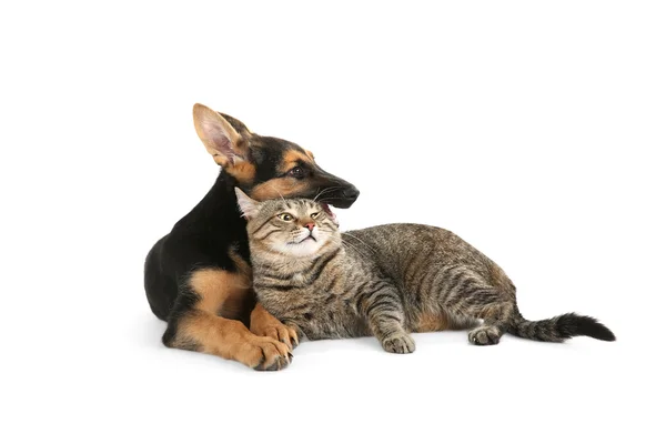 Милий собака і кіт — стокове фото