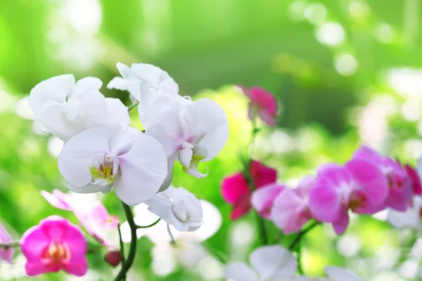 Bellissimi fiori di orchidea — Foto Stock