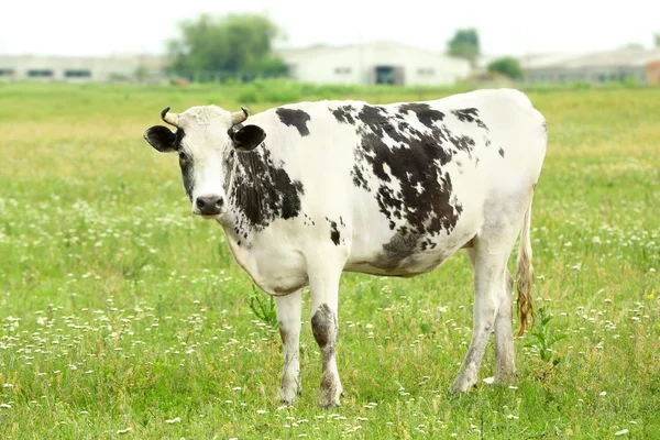 Vaca solteira no prado — Fotografia de Stock