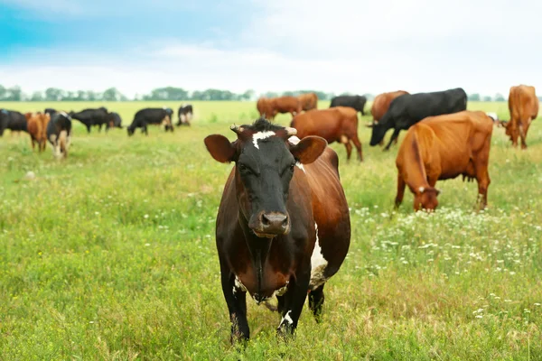 Vaches sur la prairie — Photo