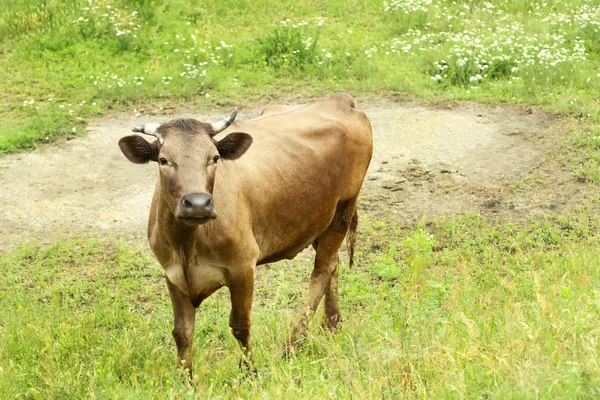 Jediná kráva na louce — Stock fotografie