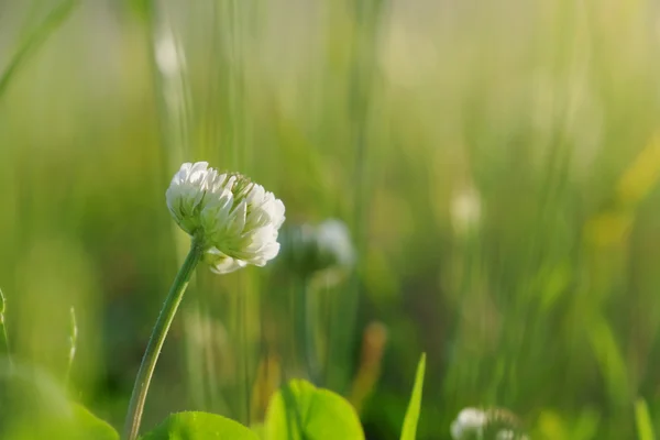 Fiore di trifoglio bianco — Foto Stock