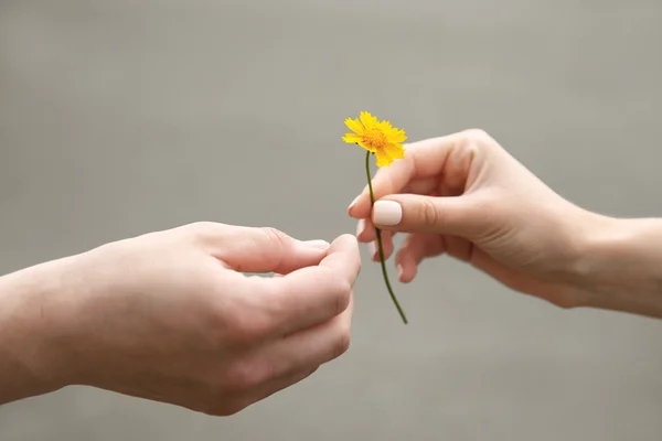 Blomma och mänskliga händer — Stockfoto