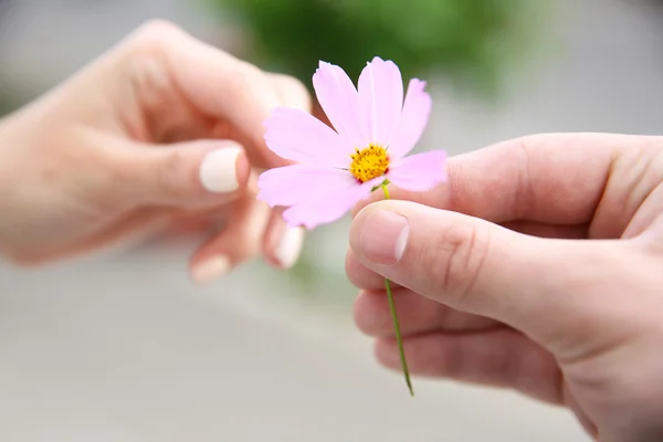 Blomma och mänskliga händer — Stockfoto