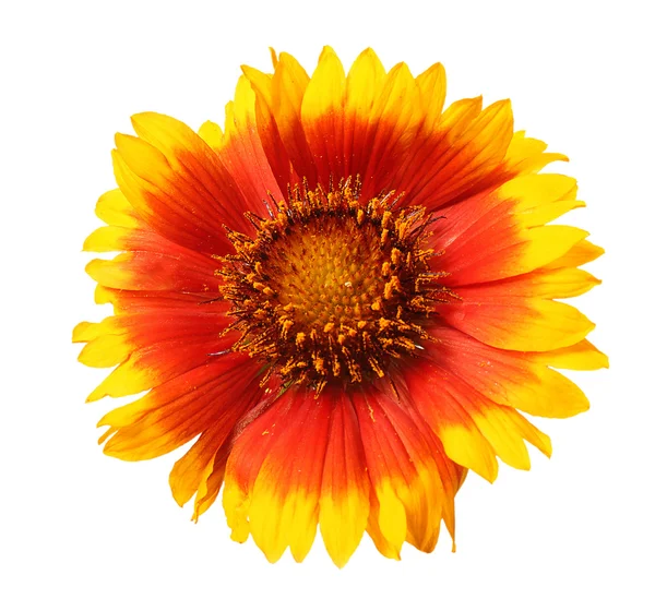 Beautiful Gaillardia flower — Stock Photo, Image