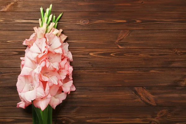 Belles fleurs de gladiolus — Photo