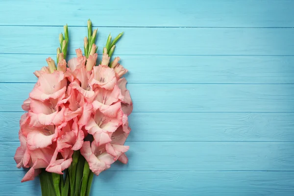 Lindas flores de gladíolo — Fotografia de Stock