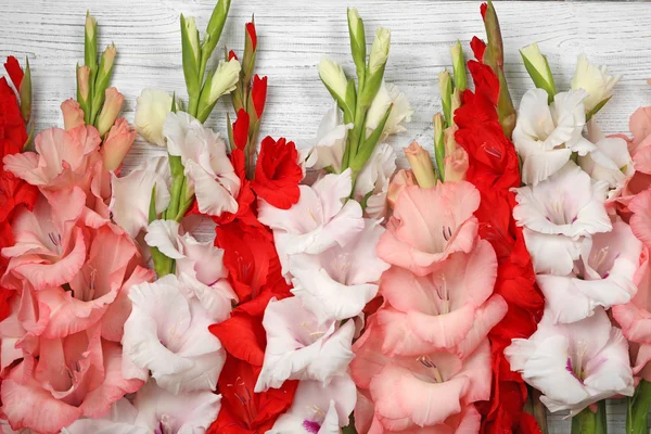 Bellissimi fiori gladiolus — Foto Stock