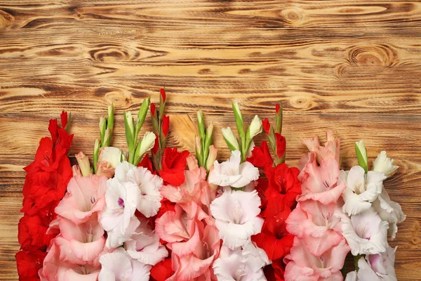 Belles fleurs de gladiolus — Photo