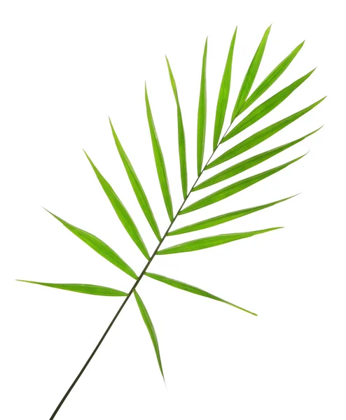 Green leaf of palm tree — Stock Photo, Image