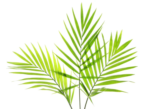 Folhas verdes de palmeira — Fotografia de Stock