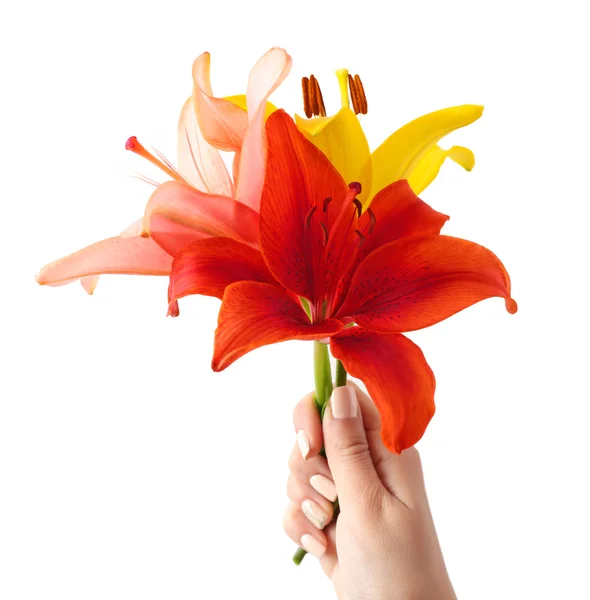 Beautiful lilies isolated on white — Stock Photo, Image