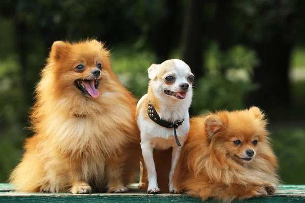 Cani carini nel parco — Foto Stock