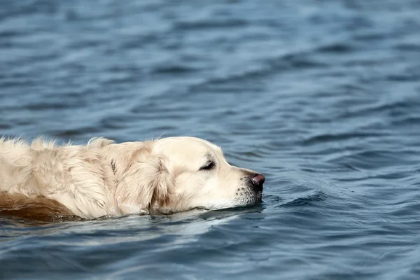 Lindo perro en el agua —  Fotos de Stock