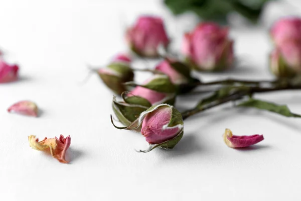 Gemas de rosa secas em branco — Fotografia de Stock