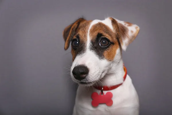 Jack Russell terrier120081764 — Stockfoto