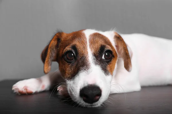 Jack terrier de russell — Fotografia de Stock