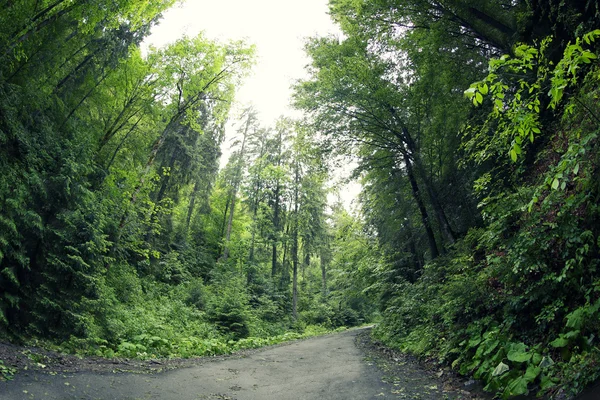 Straße im Bergwald — Stockfoto