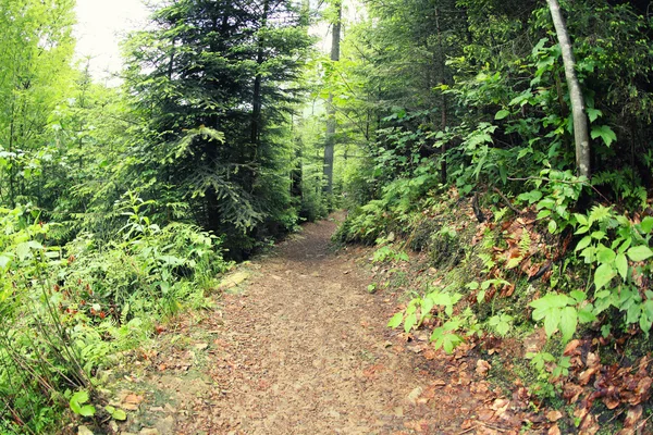 Bela floresta de montanha — Fotografia de Stock