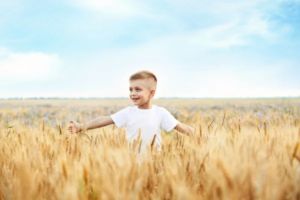 Malý chlapec v poli — Stock fotografie