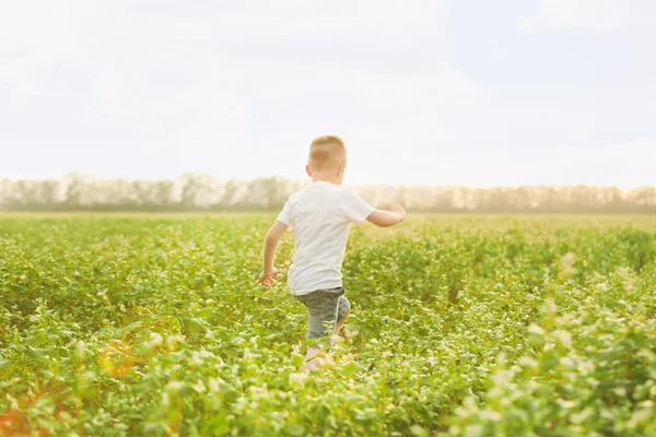 Rapazinho no campo — Fotografia de Stock