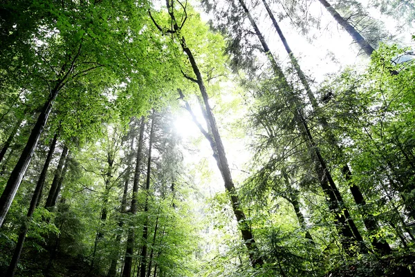 Topo de árvores na floresta — Fotografia de Stock