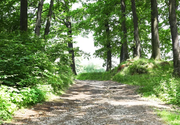 Narrow pathway in summer forest — Stock Photo, Image