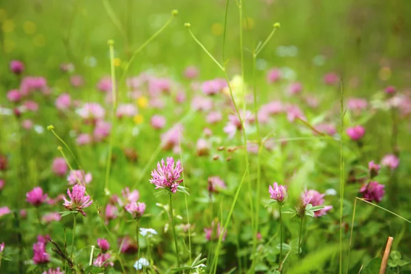 美しい野生の花の草原 — ストック写真