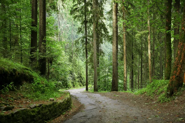 Estrada na floresta de montanha — Fotografia de Stock