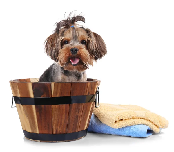 Funny little dog — Stock Photo, Image