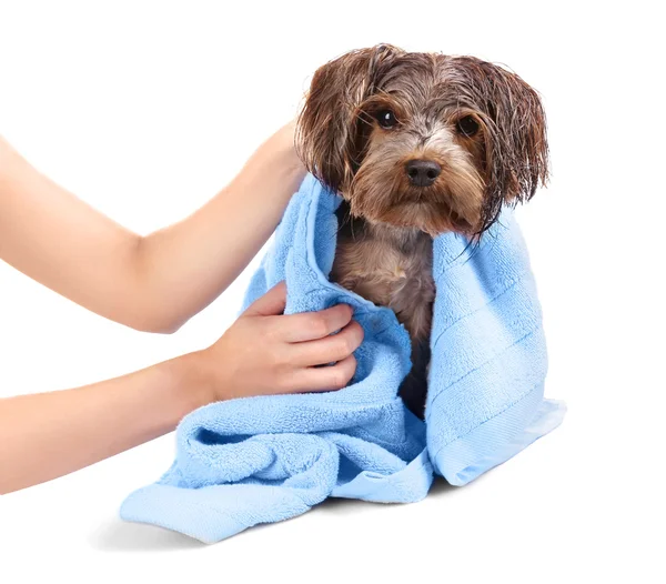 Frauchen trocknet ihren Hund — Stockfoto