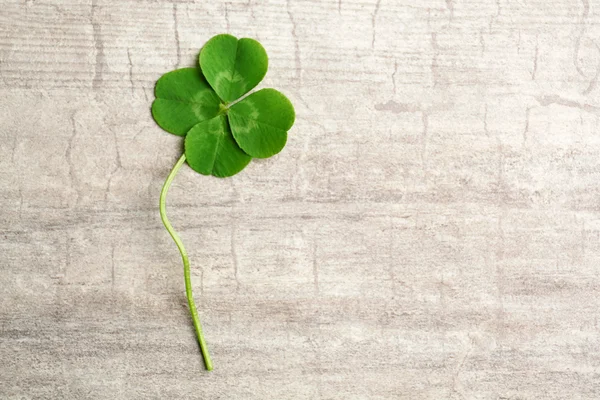 Green four-leaf clover — Stock Photo, Image