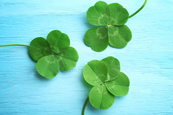 Tréboles verdes de cuatro hojas — Foto de Stock