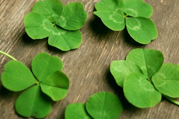 Grön fyra blad klöver — Stockfoto