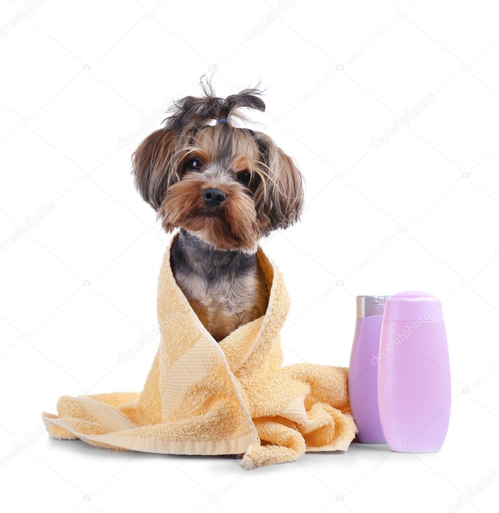 Petit Chien Drole Image Libre De Droit Par Belchonock C