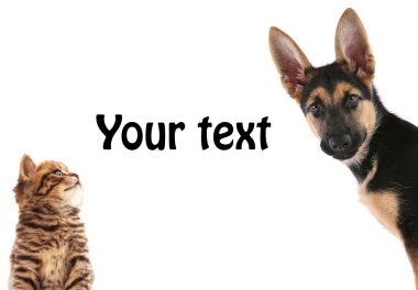 Şirin köpek yavrusu ve sevimli yavru kedi 