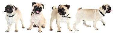 şirin ve oynak pug 